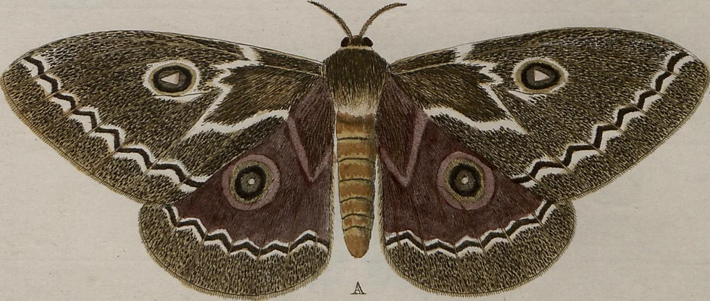 An illustration from (Band 1, Tafeln): De plaaten I - XCVI, 1779, leaf 48