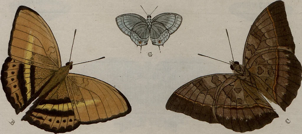 An illustration from (Band 1, Tafeln): De plaaten I - XCVI, 1779, leaf 48