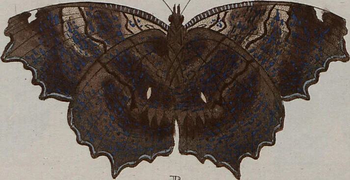 An illustration from (Band 1, Tafeln): De plaaten I - XCVI, 1779, leaf 49