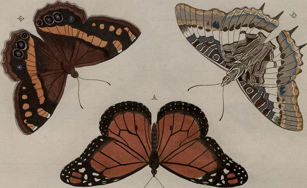 An illustration from (Band 1, Tafeln): De plaaten I - XCVI, 1779, leaf 5