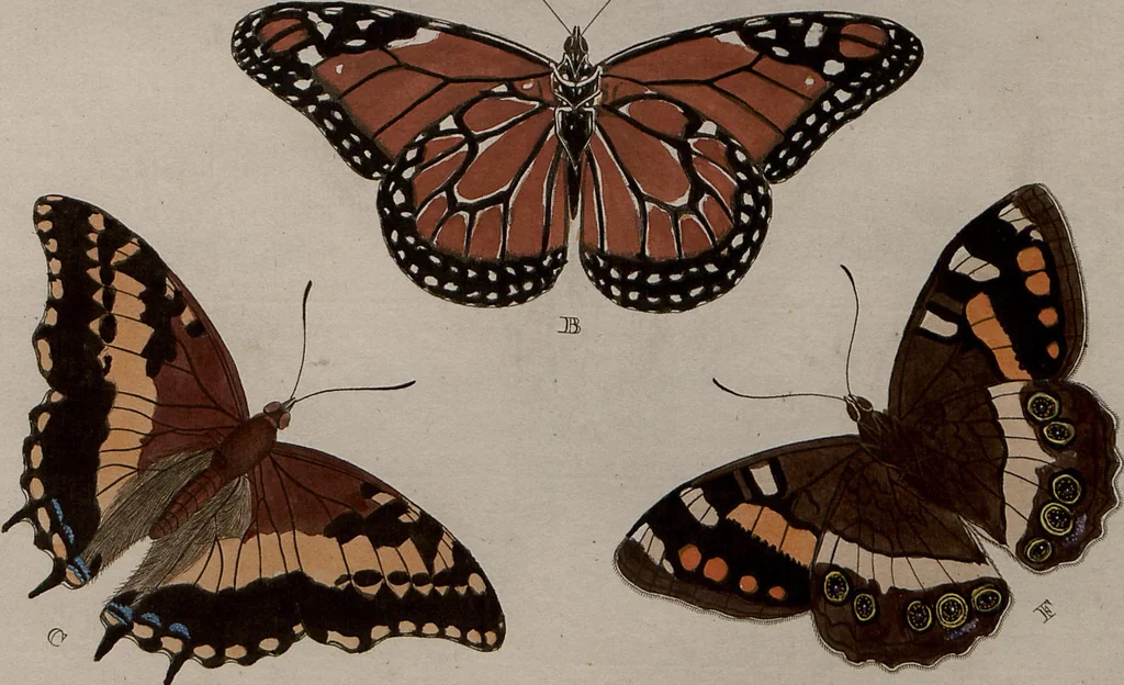 An illustration from (Band 1, Tafeln): De plaaten I - XCVI, 1779, leaf 5