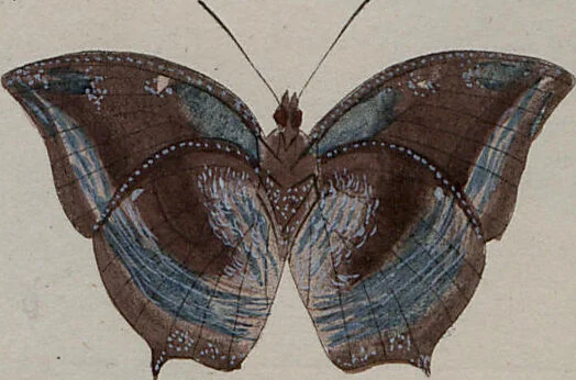 An illustration from (Band 1, Tafeln): De plaaten I - XCVI, 1779, leaf 50