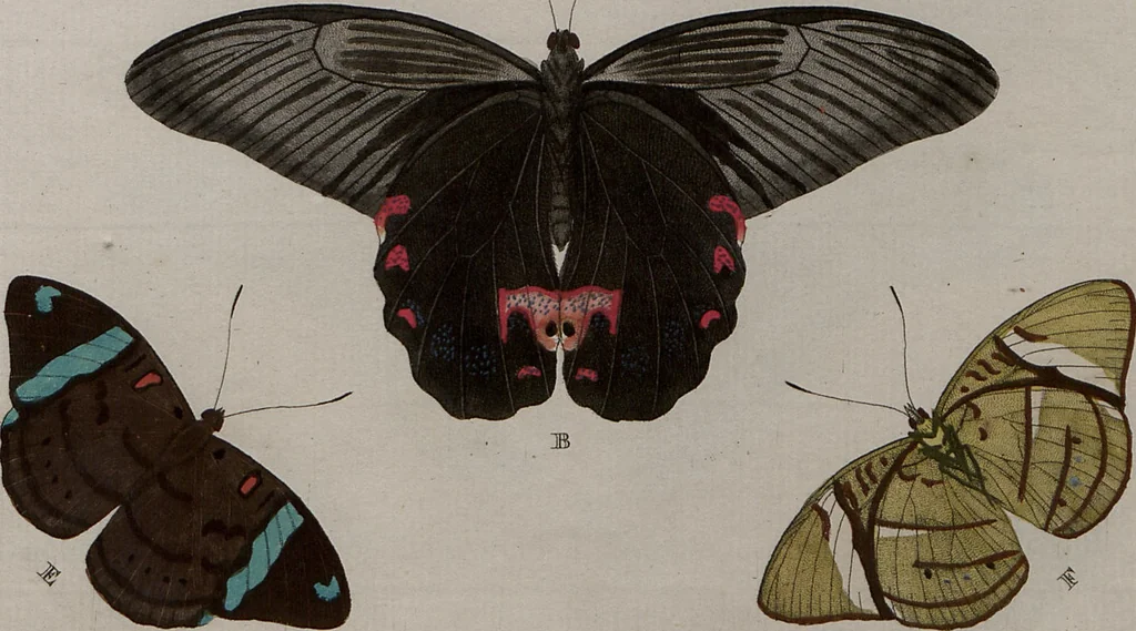 An illustration from (Band 1, Tafeln): De plaaten I - XCVI, 1779, leaf 51