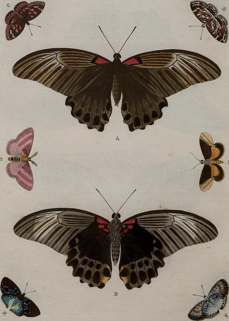 An illustration from (Band 1, Tafeln): De plaaten I - XCVI, 1779, leaf 52