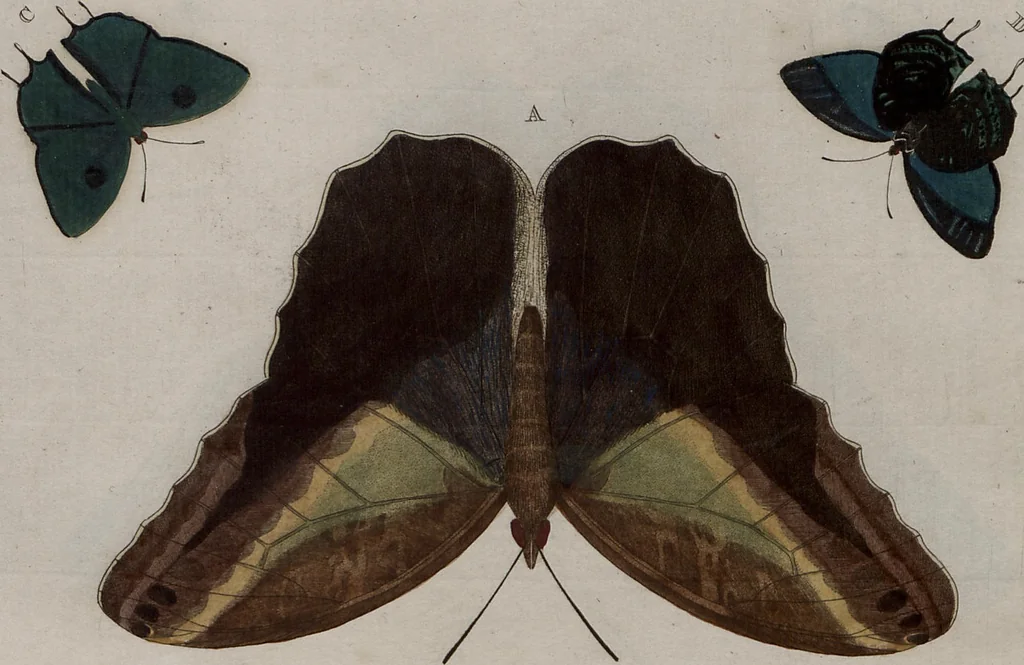 An illustration from (Band 1, Tafeln): De plaaten I - XCVI, 1779, leaf 53
