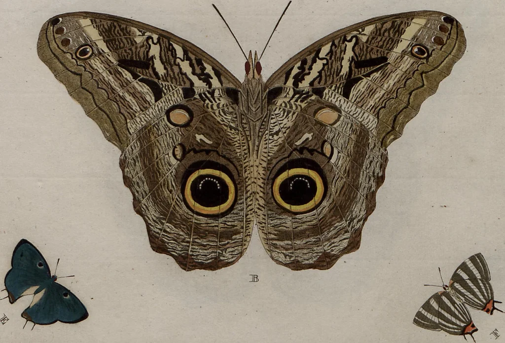 An illustration from (Band 1, Tafeln): De plaaten I - XCVI, 1779, leaf 53