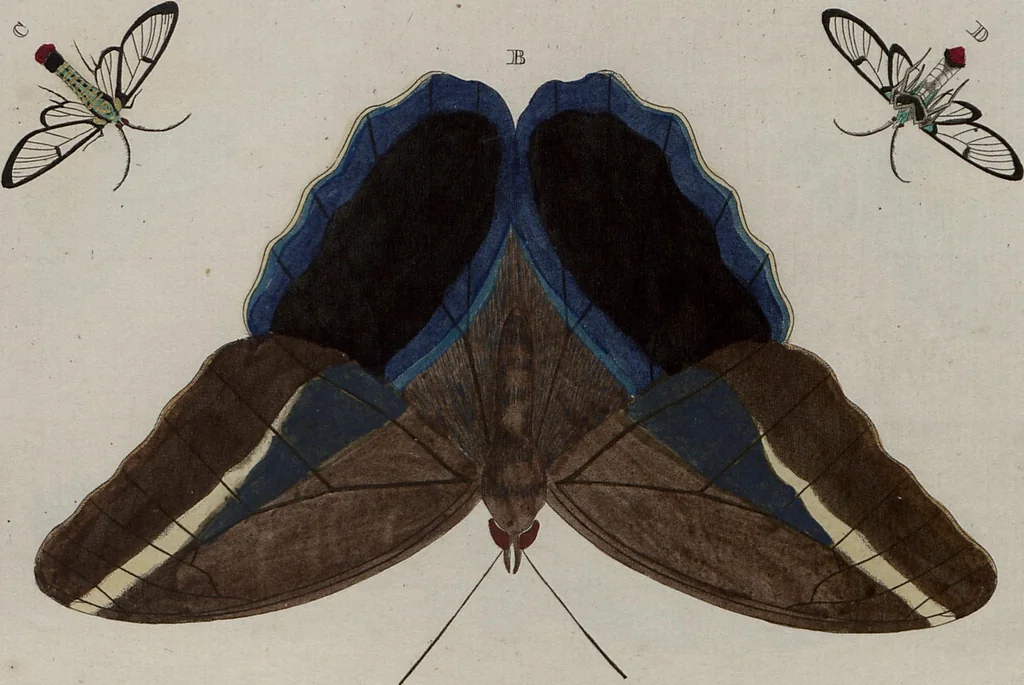 An illustration from (Band 1, Tafeln): De plaaten I - XCVI, 1779, leaf 54