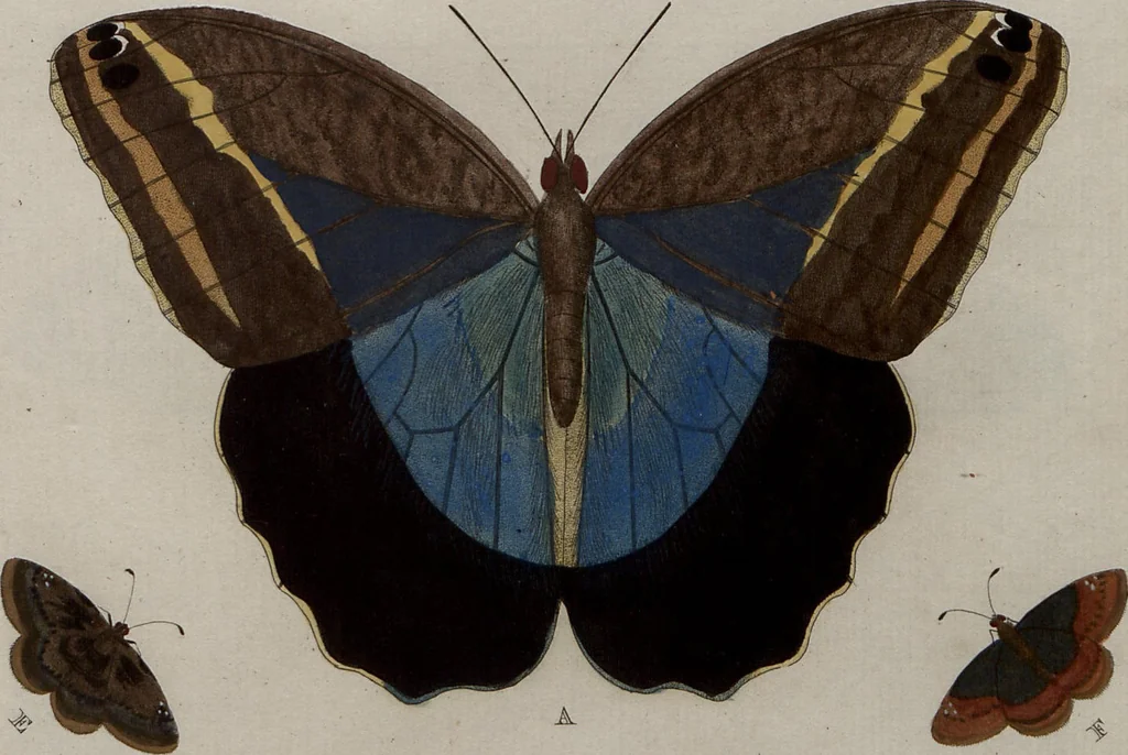 An illustration from (Band 1, Tafeln): De plaaten I - XCVI, 1779, leaf 54