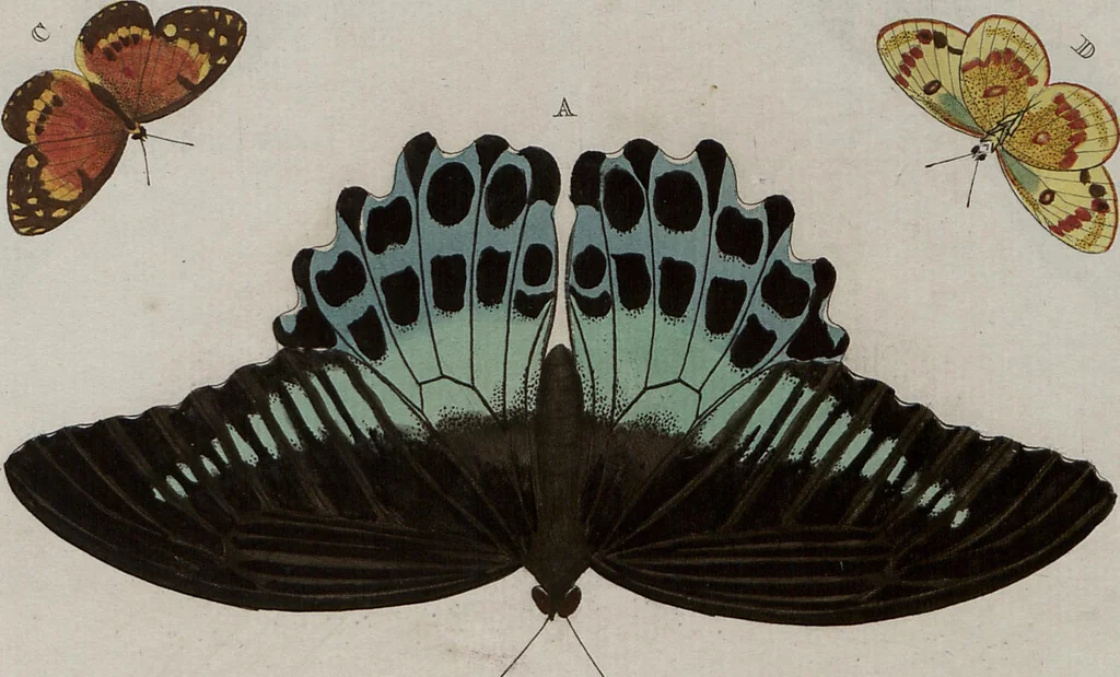 An illustration from (Band 1, Tafeln): De plaaten I - XCVI, 1779, leaf 55