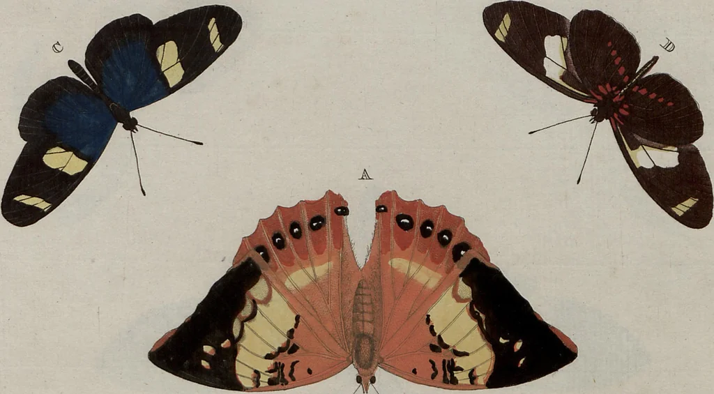 An illustration from (Band 1, Tafeln): De plaaten I - XCVI, 1779, leaf 56
