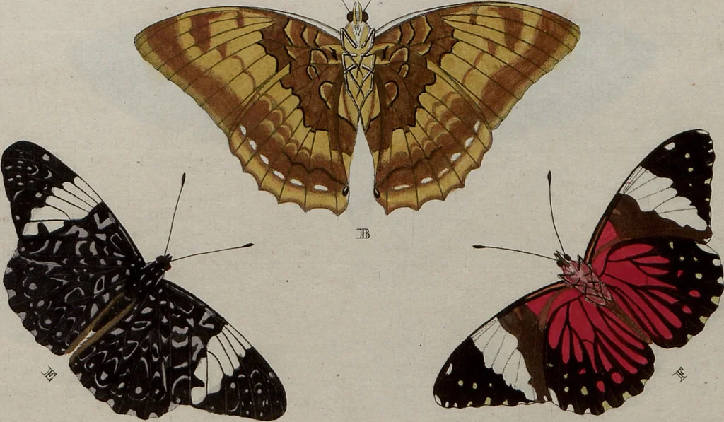An illustration from (Band 1, Tafeln): De plaaten I - XCVI, 1779, leaf 56
