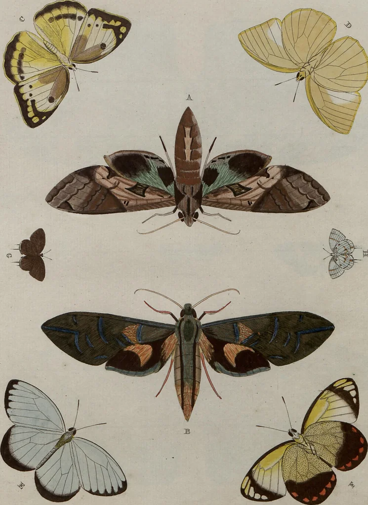 An illustration from (Band 1, Tafeln): De plaaten I - XCVI, 1779, leaf 57