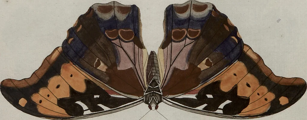 An illustration from (Band 1, Tafeln): De plaaten I - XCVI, 1779, leaf 58