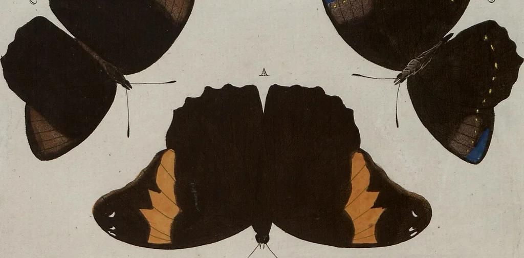 An illustration from (Band 1, Tafeln): De plaaten I - XCVI, 1779, leaf 59