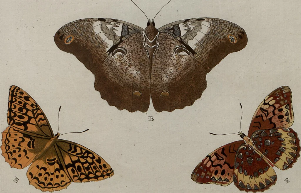 An illustration from (Band 1, Tafeln): De plaaten I - XCVI, 1779, leaf 59