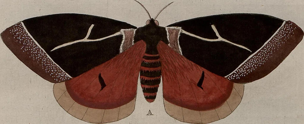 An illustration from (Band 1, Tafeln): De plaaten I - XCVI, 1779, leaf 6