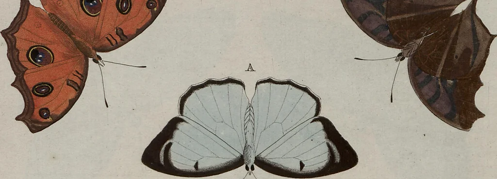 An illustration from (Band 1, Tafeln): De plaaten I - XCVI, 1779, leaf 60