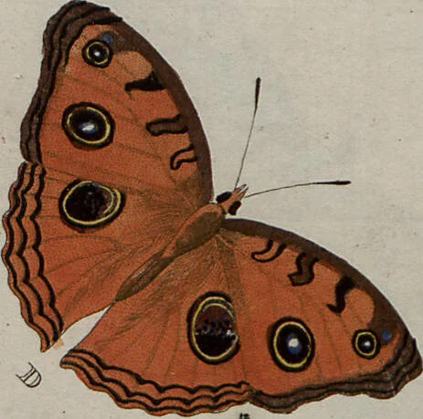 An illustration from (Band 1, Tafeln): De plaaten I - XCVI, 1779, leaf 60