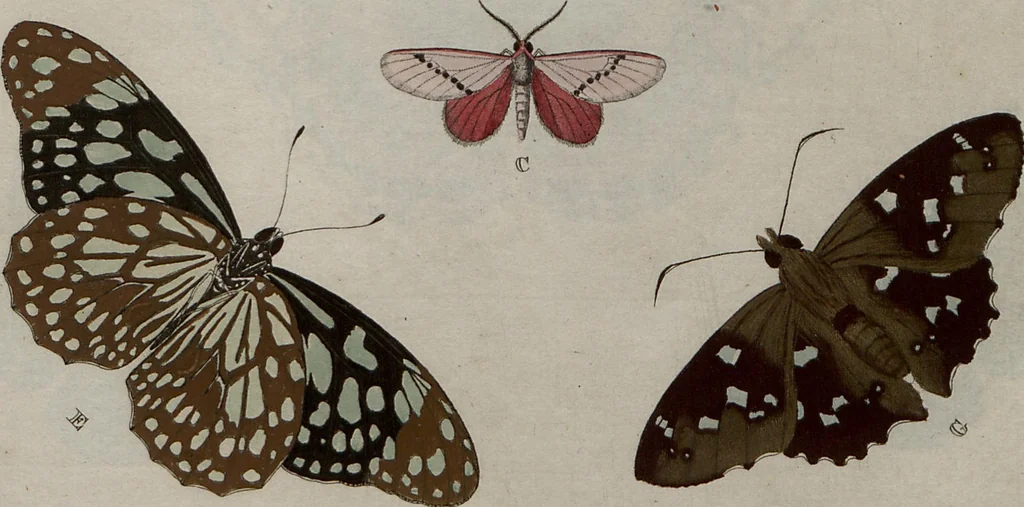 An illustration from (Band 1, Tafeln): De plaaten I - XCVI, 1779, leaf 61