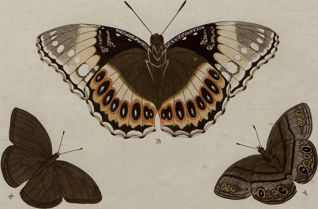 An illustration from (Band 1, Tafeln): De plaaten I - XCVI, 1779, leaf 62