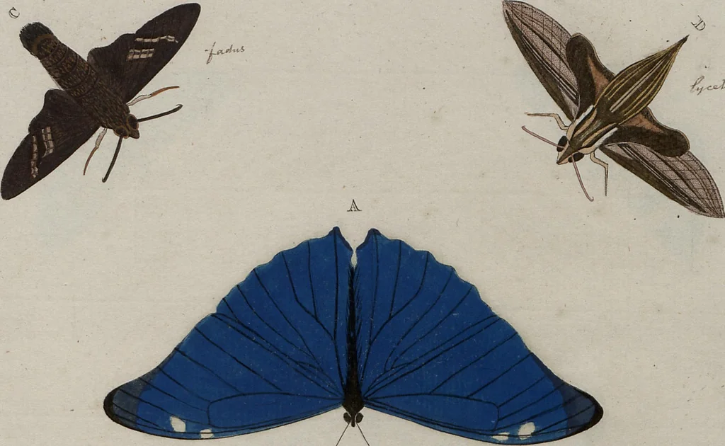 An illustration from (Band 1, Tafeln): De plaaten I - XCVI, 1779, leaf 63