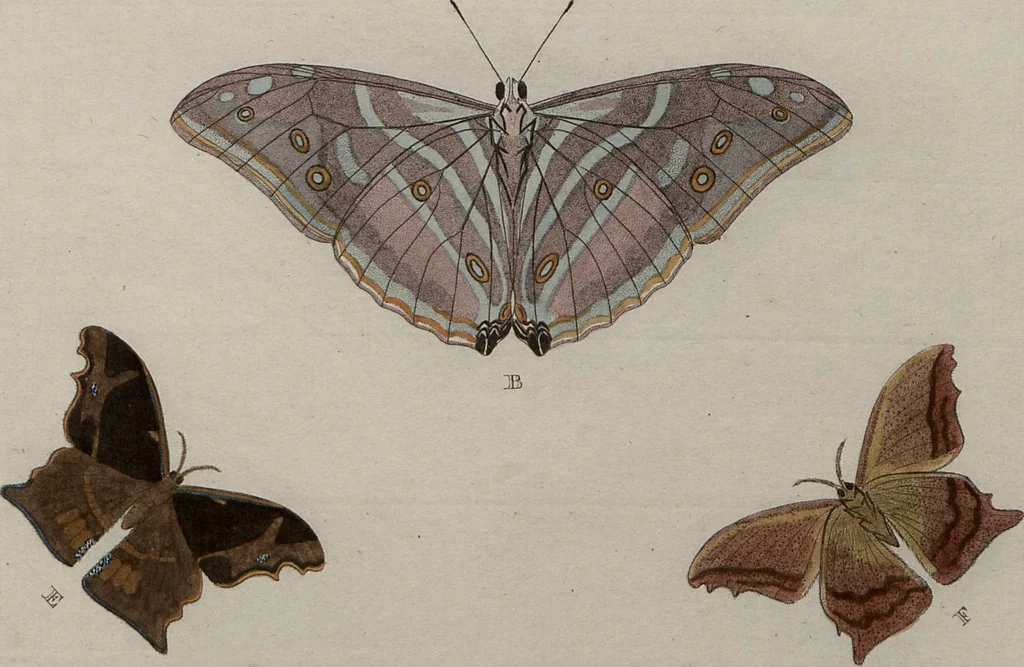 An illustration from (Band 1, Tafeln): De plaaten I - XCVI, 1779, leaf 63
