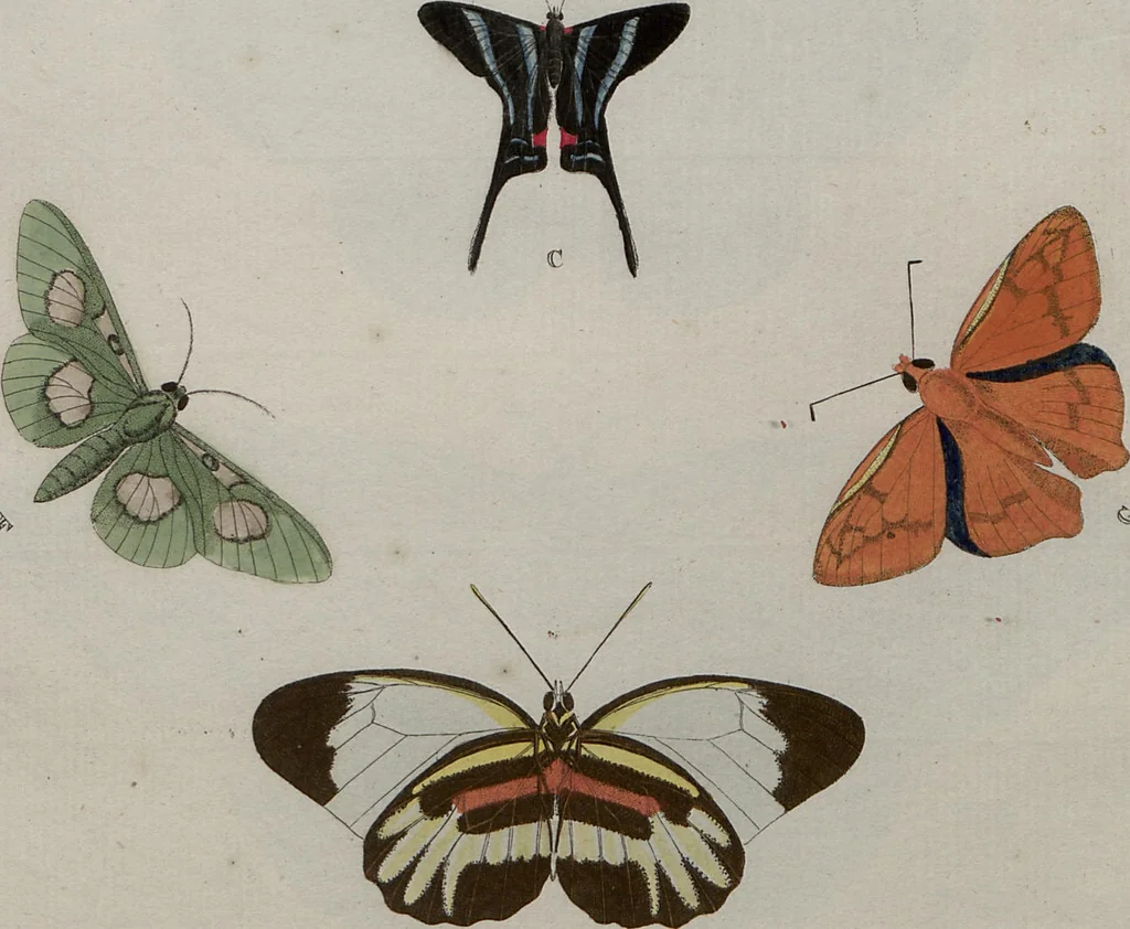 An illustration from (Band 1, Tafeln): De plaaten I - XCVI, 1779, leaf 65