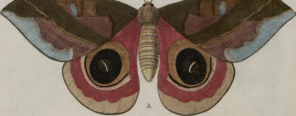 An illustration from (Band 1, Tafeln): De plaaten I - XCVI, 1779, leaf 66