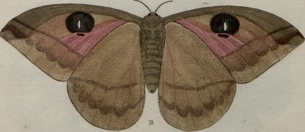 An illustration from (Band 1, Tafeln): De plaaten I - XCVI, 1779, leaf 66