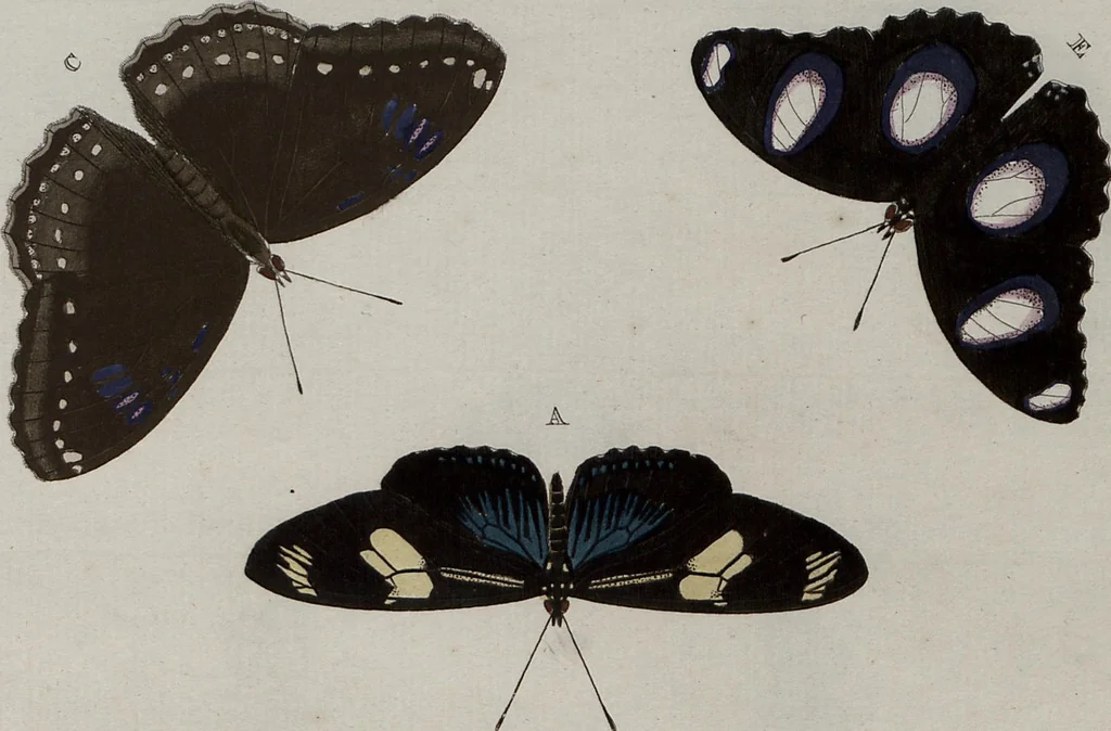 An illustration from (Band 1, Tafeln): De plaaten I - XCVI, 1779, leaf 67