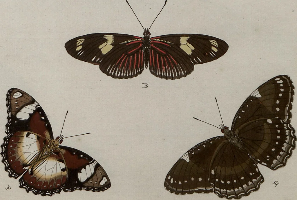 An illustration from (Band 1, Tafeln): De plaaten I - XCVI, 1779, leaf 67