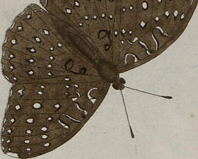 An illustration from (Band 1, Tafeln): De plaaten I - XCVI, 1779, leaf 68