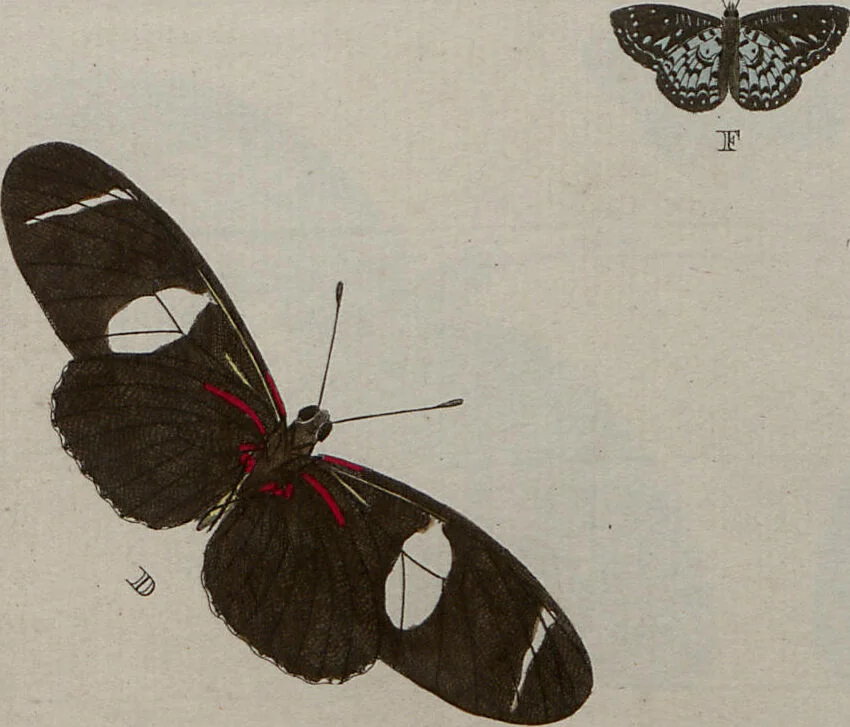 An illustration from (Band 1, Tafeln): De plaaten I - XCVI, 1779, leaf 68