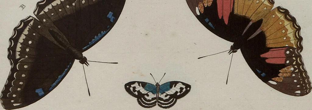 An illustration from (Band 1, Tafeln): De plaaten I - XCVI, 1779, leaf 69