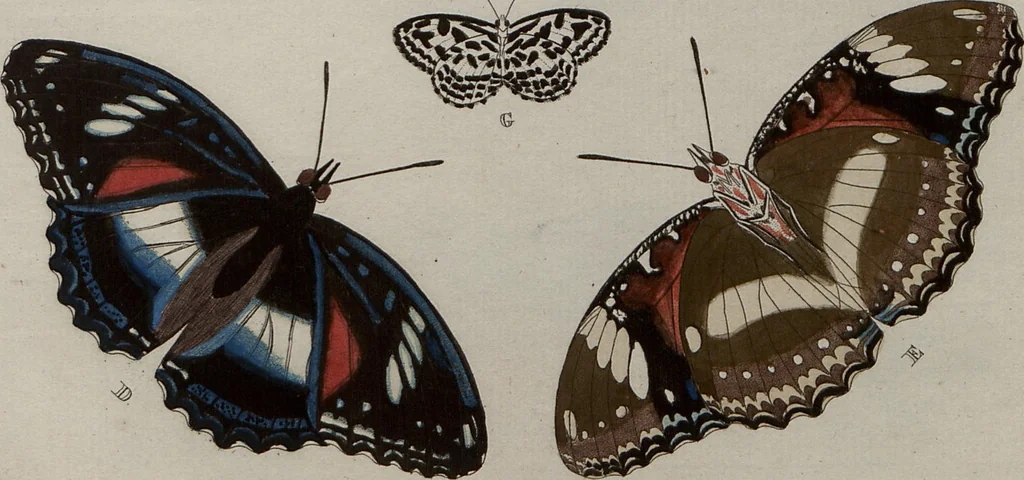 An illustration from (Band 1, Tafeln): De plaaten I - XCVI, 1779, leaf 69