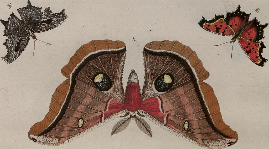 An illustration from (Band 1, Tafeln): De plaaten I - XCVI, 1779, leaf 7