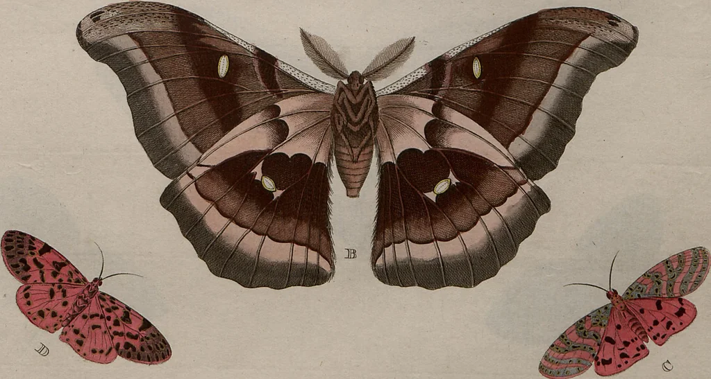 An illustration from (Band 1, Tafeln): De plaaten I - XCVI, 1779, leaf 7