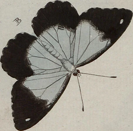 An illustration from (Band 1, Tafeln): De plaaten I - XCVI, 1779, leaf 70