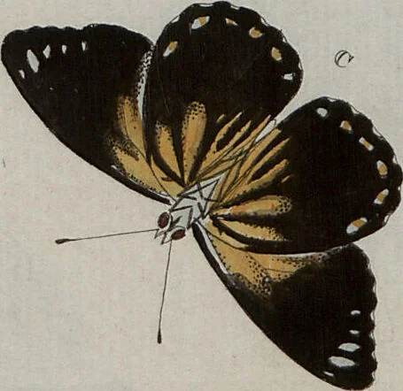 An illustration from (Band 1, Tafeln): De plaaten I - XCVI, 1779, leaf 70