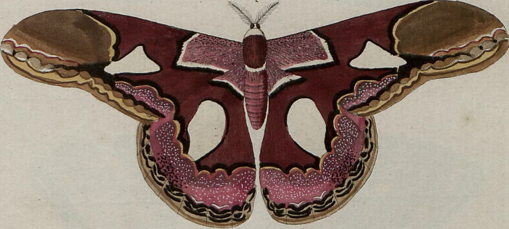 An illustration from (Band 1, Tafeln): De plaaten I - XCVI, 1779, leaf 70