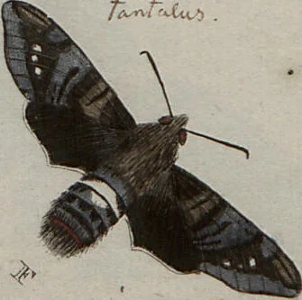 An illustration from (Band 1, Tafeln): De plaaten I - XCVI, 1779, leaf 70
