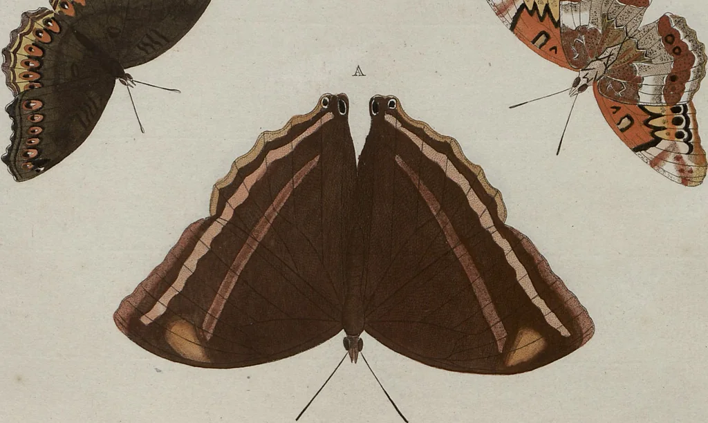 An illustration from (Band 1, Tafeln): De plaaten I - XCVI, 1779, leaf 71