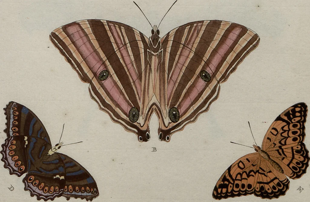An illustration from (Band 1, Tafeln): De plaaten I - XCVI, 1779, leaf 71