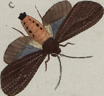 An illustration from (Band 1, Tafeln): De plaaten I - XCVI, 1779, leaf 72