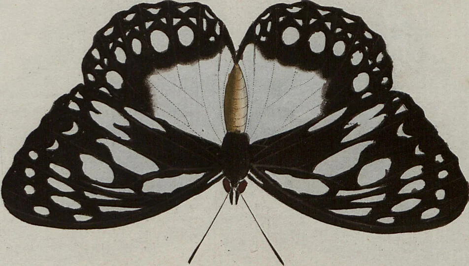 An illustration from (Band 1, Tafeln): De plaaten I - XCVI, 1779, leaf 72