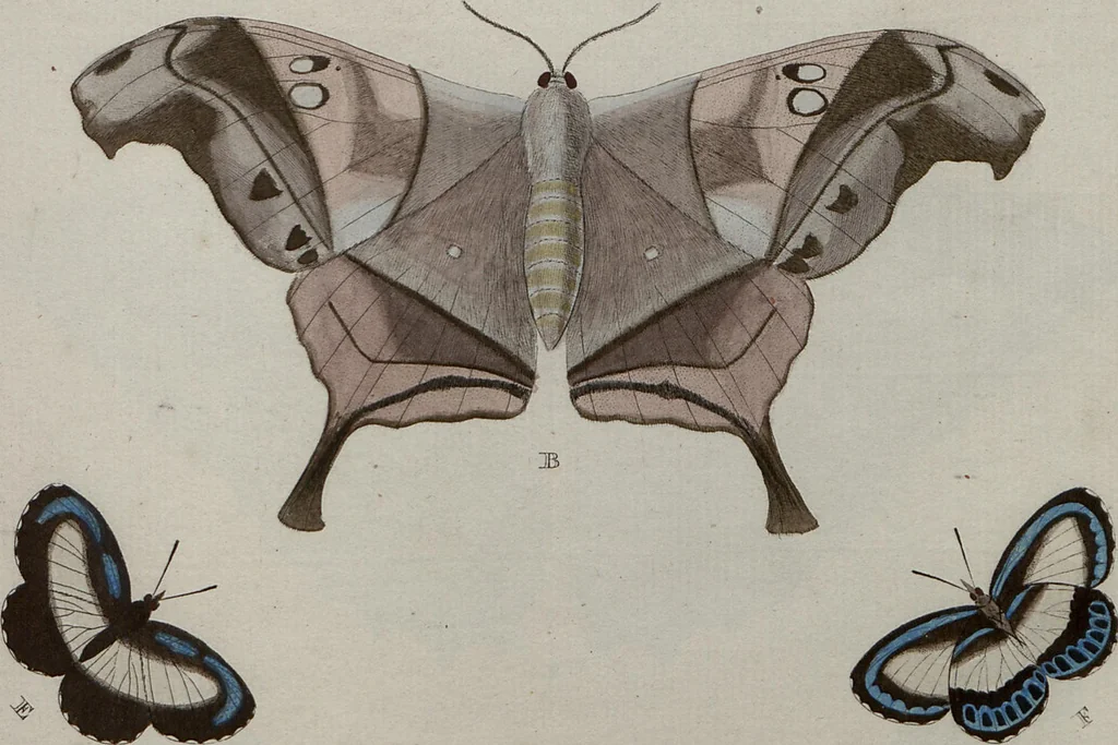 An illustration from (Band 1, Tafeln): De plaaten I - XCVI, 1779, leaf 72