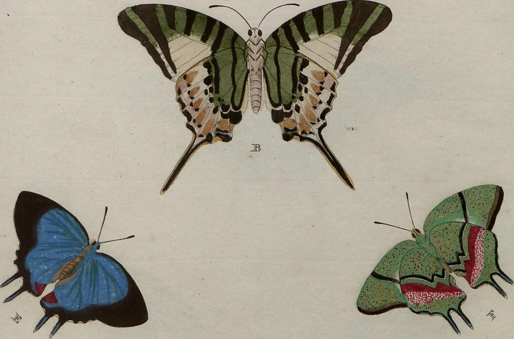 An illustration from (Band 1, Tafeln): De plaaten I - XCVI, 1779, leaf 74