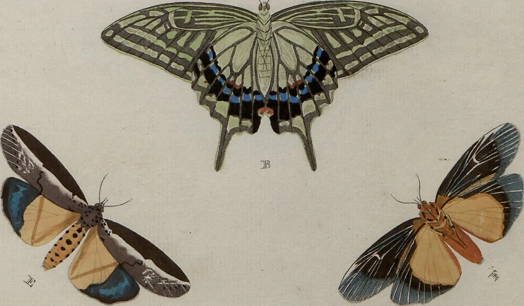 An illustration from (Band 1, Tafeln): De plaaten I - XCVI, 1779, leaf 75