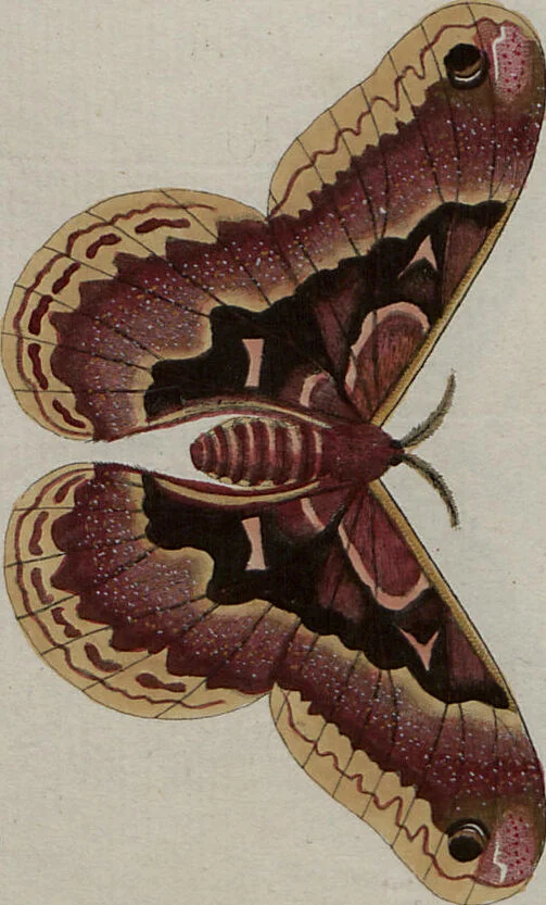 An illustration from (Band 1, Tafeln): De plaaten I - XCVI, 1779, leaf 77