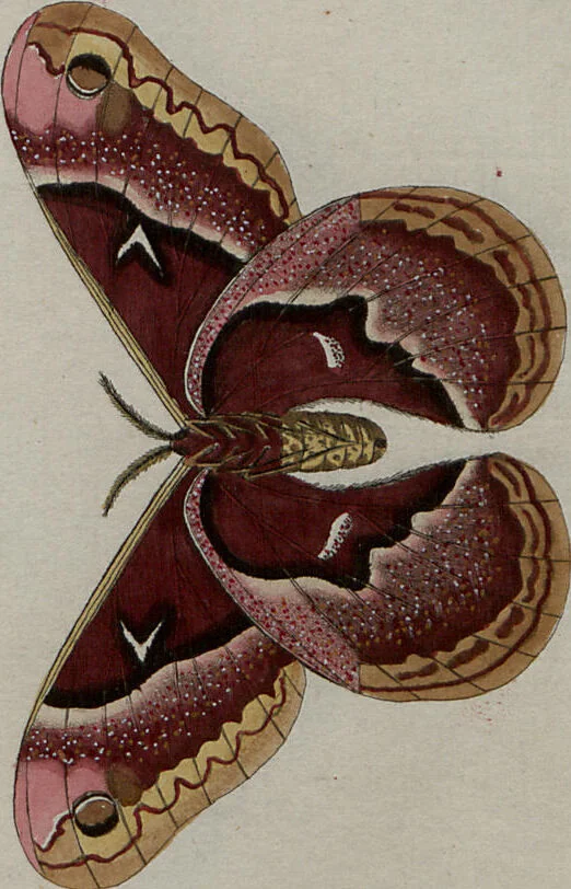 An illustration from (Band 1, Tafeln): De plaaten I - XCVI, 1779, leaf 77